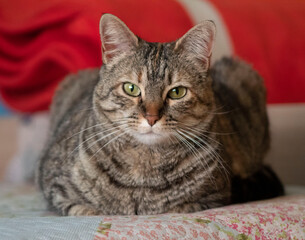 Fotograf√≠a de un gato de color pardo con ojos verdes