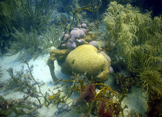 coral reef in the caribbean sea