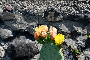 Superbe fleurs jaunes de cactus en plein mois de juin dans un petit village au bord du chemin de...