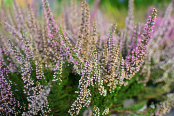 Pink autumn flowers close up