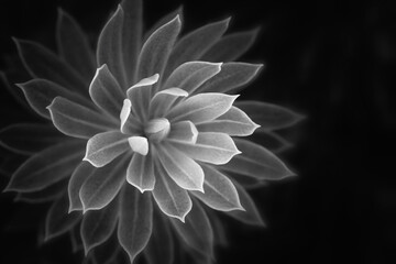 Black and white flower, Setúbal, Portugal