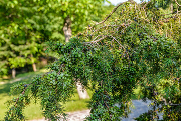 A branch of junpier with berries in different ripening stages