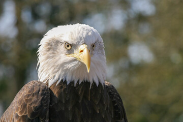 Weißkopfseeadler
