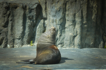 Fototapeta premium Sealion is out of his swimming pool in zoo. This is his habitat.
