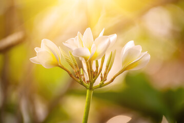 Fototapeta na wymiar White plumaria flowers