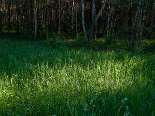 Green grass texture background, Green lawn, Backyard background, Grass texture, Green lawn desktop picture, Park lawn texture.