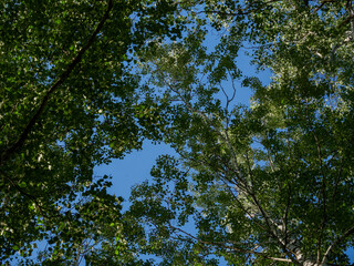 Obraz premium The scene of a forest trail. Forest trail