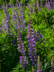 Green grass texture background, Green lawn, Backyard background, Grass texture, Green lawn desktop picture, Park lawn texture.