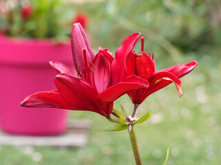 Asiatic lily - Close up of large and deep red petals and brown stamens of Lilium Longiflorum Asiatic