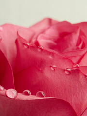 Red rose petals with rain drops closeup. Red Rose.