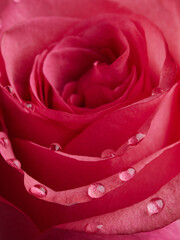 Red rose petals with rain drops closeup. Red Rose.