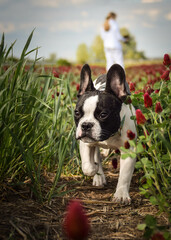 French buldog is standing in crimson clover. He has so funny face he is smilling