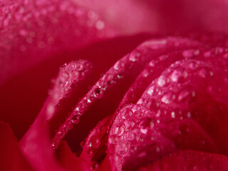 Red rose petals with rain drops closeup. Red Rose.