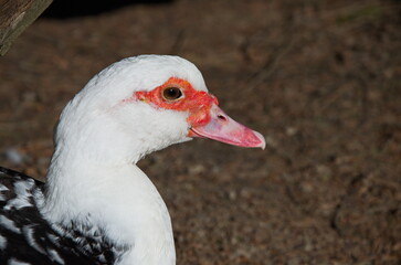 Muscovy duck (Cairina moschata) close up .