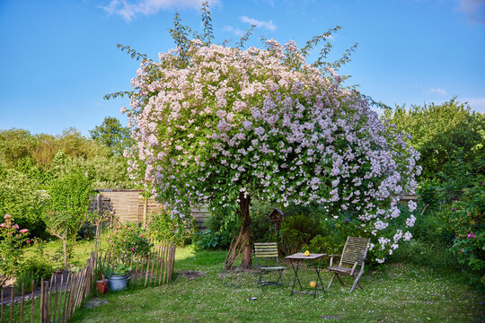 Der Baum