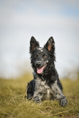 Portrait of dog puppy mudi. She is so nice dog.