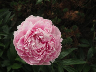 Pink peony