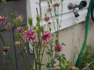 Columbine in garden 2