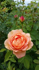 Orange Garden Rose