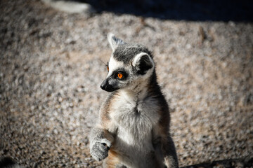 Lemur Kata is eating some grass whitch he found on the floor.