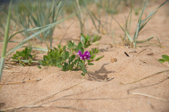 Beach pea and Sandy colostrum are on the sea sandy beach