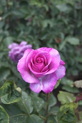 Garden Rose