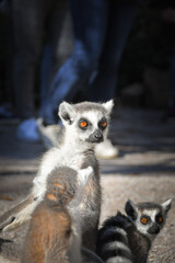 Lemur Kata is eating some grass whitch he found on the floor.