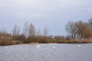 Village landscape, swans on the lake early spring.