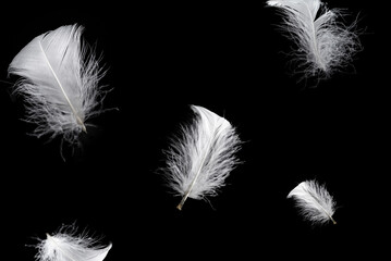 Obraz premium White feather isolated on a black background.