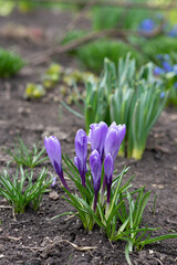 A small tulip in garden. Spring time, gardening.