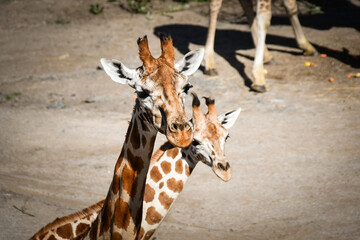 Obraz premium Angolan giraffe (Giraffa camelopardalis angolensis), also known as Namibian giraffe. Zoo animal.