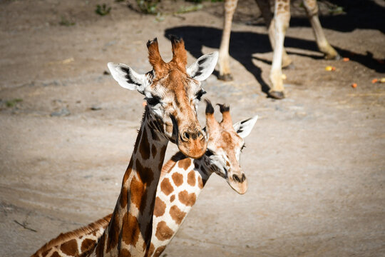 Angolan giraffe (Giraffa camelopardalis angolensis), also known as Namibian giraffe. Zoo animal.