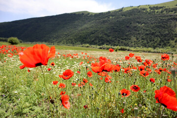 beautiful colorful wild red poppy field with one flower close up