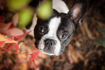Photo of amazing jung boy french buldog. he is sitting in the nature.