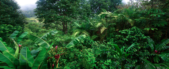Central American Rain Forest, Costa Rica