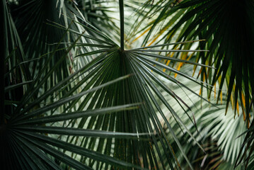 Palm leaves dark green background, summer tropical background