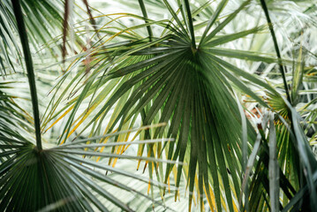 Palm leaves dark green background, summer tropical background