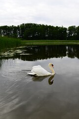 Fototapeta na wymiar white swan on the water of a forest lake