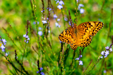 Variegated Fritillary sitting atop some purple flowers gathering nectar. 