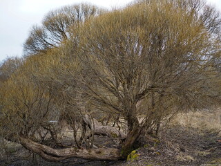 Rural landscape. Old willows on the banks of the river in the park of the Roerich Estate Museum. Izvara, Russia.