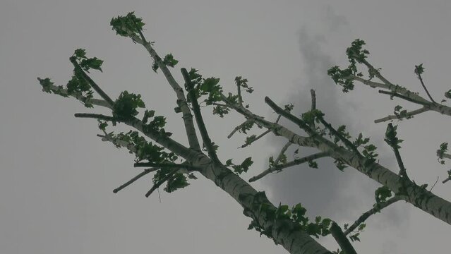 branches of a tree