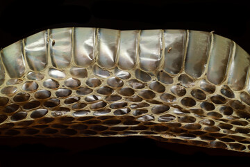 close up of a cobra old skin