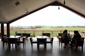 View of vineyard from a near by restaurant near Nashik Maharashtra, India. 