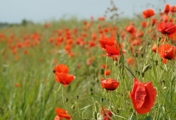 The wind made the poppies (papaver rhoeas) and grass moving. The photo is taken in East Frisia, Germany. Lots of farmers plant poppies at the rim of their fields to attract bees. - obrazy, fototapety, plakaty