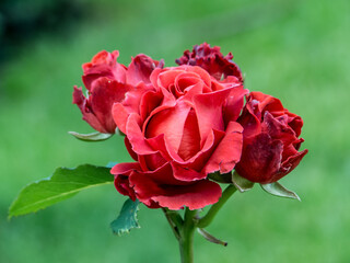 red rose in garden