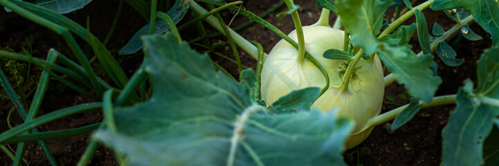 Green Kohlrabi turnip in garden bed. Kohlrabi cabbage plant growing, ready to harvest, fresh and...