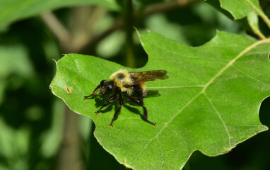 Emaciated bumblebee sits in the sun on the leaf of an oak tree in spring in southern Michigan 