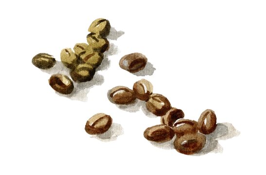 Watercolor coffee beans on white background.