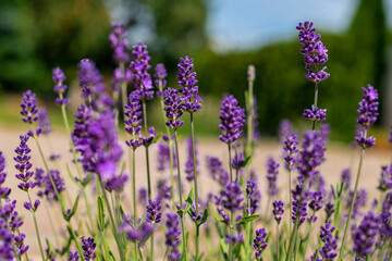 Fototapeta premium Lavender in full bloom with its beautiful purple color flowers against blue skies. Purple lavender plant background.