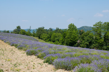Fototapeta premium Lavanda di Sale San Giovanni